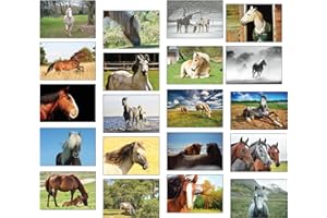 THE LAZY PANDA CARD COMPANY Lot de 20 cartes postales de chevaux assorties - Pour collectionneurs et postcrossing