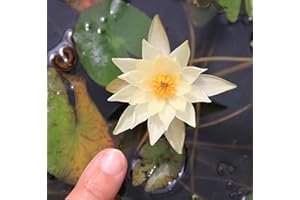 WASSERPFLANZEN WOLFF - Nymphaea Pygmaea 'Helvola' - Zwergseerose, gelb - fertig im PFLANZKORB - QUALITÄTSSTAUDE