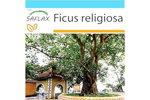 SAFLAX - Gift Set - Peepul Tree/Sacred Fig - 100 Seeds - Ficus religiosa