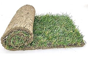 POWERS TO FLOWERS - PRATO A ROTOLI, ERBA A ROTOLO VERA, ERBA DA GIARDINO, 40cm x 123cm, pianta vera