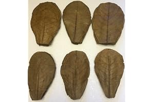 GARNELENSHOP24DE 100 Seemandelbaumblätter ca.20cm / Catappa Leaves/Indian Almond - Natürlicher Wasseraufbereiter für gesunde Fische und Garnelen