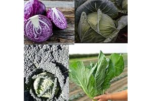 ROOT SOURCE Mixed Cabbage Plug Plants Pack Grow Your Own Vegetables from Our Premium Quality 'Ready to Plant Now' Young Vegetable Plants (5)