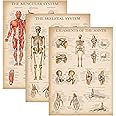 Palace Learning 3 Pack - Vintage Muscle + Skeleton + Ligaments of the Joints Anatomy Poster Set - Muscular and Skeletal System Anatomical Charts - Laminated 18" x 24"