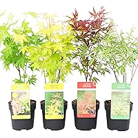 4x Acer palmatum | 4er set Fächerahorn | Hochbelastbare Heckensträucher | Höhe 30-35cm | Topf-Ø 10,5cm