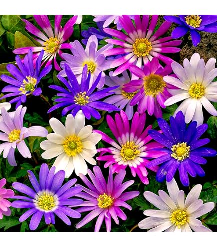 Anemonen Zwiebeln Blanda Gemischt | 25 Blumenzwiebeln, Winterhart, Blüht Mai–Juni, Für Beete & Kübel
