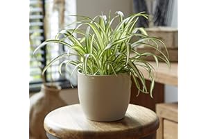 Plant Theory 20cm Variegatum Spider Plant Indoor Chlorophytum Comosum Houseplant 12cm Pot
