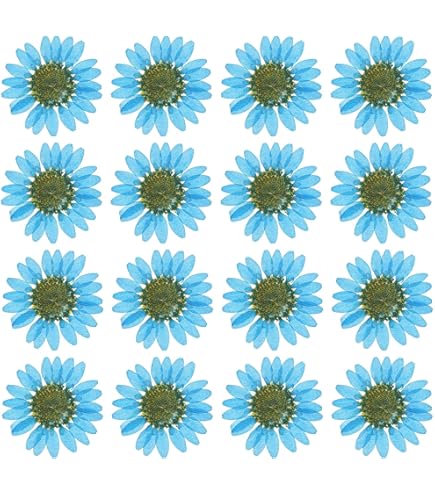 PATIKIL 48 Pezzi Fiori Secchi Pressati Fiori Di Margherita Naturali Per Artigianato Fai Da Te Decorazione Casa Decorazione Unghie, Tinta Bianca