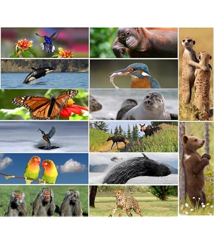 Lot De 6 Cartes Postales Animaux - Chiens, Chats, Tortues, Motifs Amitié - Face Vernie Brillante