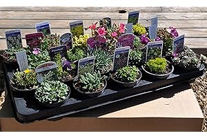 THE ALPINE AND GRASS NURSERY 20 Mixed Alpine Plants for TROUGHS and CONTAINERS in 9cm POTS - Alpine Plant Collection ~ Direct from Specialist Grower in Lincolnshire.