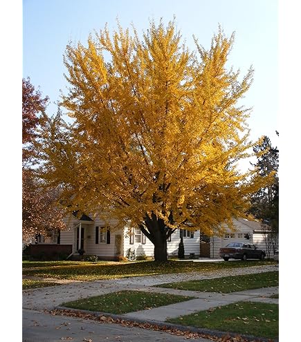 Acer Pseudoplatanus Spaethii-Acer Pseudoplatanus Atropurpureum-Acero Di Monte