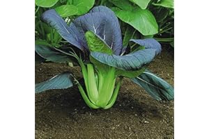 Pak Choi Seeds - 100 Red Choi F1 Seeds - Plant and Grow Your Own Vegetables for Gardens, Pots & Allotments – Suitable for Indoor & Outdoor Planting – Packed in The UK by Meldon Seeds