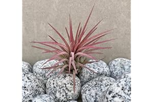 GUOML Tillandsia Air Plant Red Ionantha Rubra