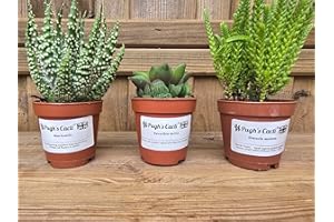 Pugh's Cacti Live Succulent Plants Mix, 5.5cm Pots, Set of 3, Assorted Varieties
