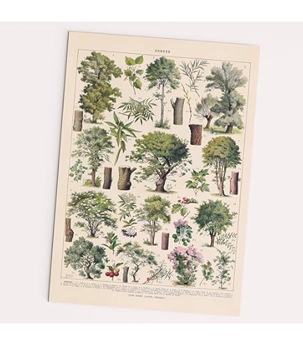 Botanische posters - Sunshine Posters