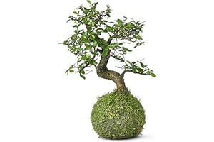 Tranquil Plants Chinese Elm Bonsai Tree | Kokedama House Plant with Green Moss Ball for Bedroom -Office Home Decor | Indoor House Plants | Gardening Gifts- 12 Years 25cm High