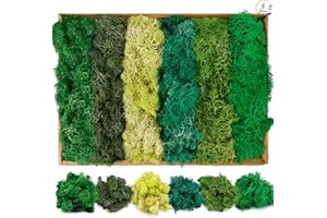NSWAYY Islandmoos, Moos Konserviert Deko Moos zum Basteln Moosbild Modellbau Kunst Moos Natur konserviertes Moos in 6 Farben(240g) Natürliche Wiederverwendbare Moosblätter für Deko Modellbau Heimdekoration