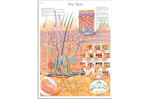 3B Scientific The Skin Chart, VR1283UU, unlaminated, 50.00 x 67.00 cms