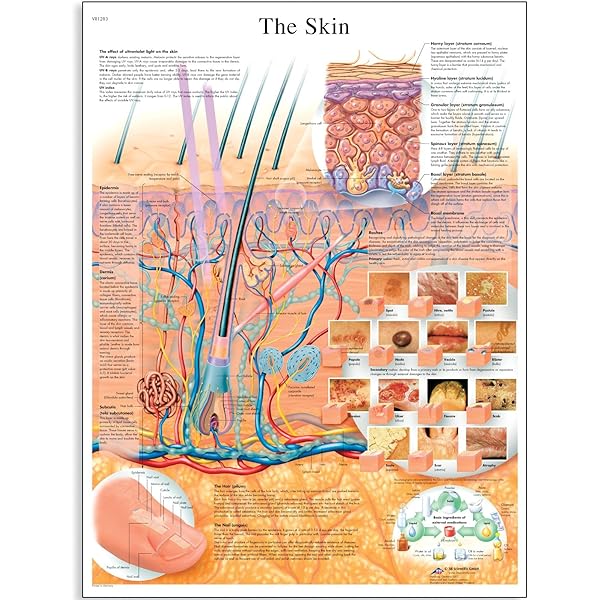 Skin Model,35X Enlarged Skin Dimensional Skin Teaching Aids Model