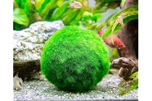 AZERTEX Boule de mousse Marimo décorative 3-4 cm pour aquarium Plante vivante pour créer un environnement sain