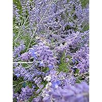 Blauraute Lacey Blue - Perovskia atriplicifolia - Russischer Salbei - Silberstrauch