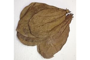 garnelenshop24de ca.50 XL Seemandelbaumblätter (>=100 Gramm) Prime CATAPPA-Leaves 100% Wirkstoffe Dank natürlicher Verarbeitung Gesundes Wasser im Aquarium