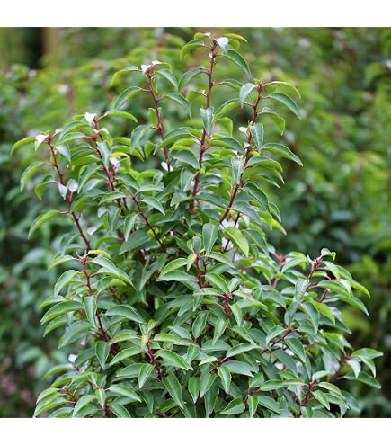 immergrner Kirschlorbeer Prunus laurocerasus Etna -R- 80-100 cm hoch und 80  cm breit Solitr im 12 Liter Pflanzcontainer : Amazon.de: Garten