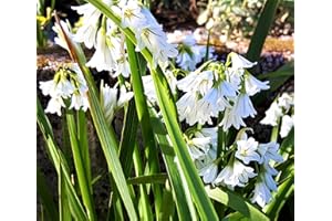 Cornwall Plants Allium Triquetrum. (Wild Garlic/Three cornered Leek). Hardy Edible Flowering Wild Flower in 9cm Pot. Professionally Grown, white