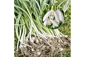 Woodland Bulbs® 100 x Single Snowdrops Bulbs - Galanthus Nivails - Freshly Lifted Snowdrop Bulbs - Snowdrop Bulbs for Planting Now UK - Trusted UK Seller (Free UK P&P)