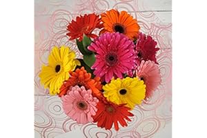 HOMELAND FLORISTS Flowers Delivery Next Day Prime UK, Bright Cheery Large Gerbera Fresh Floral Bouquet with Handwritten Card, Send for Birthday, Get Well or Thank You Gift