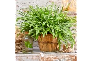 GARDENERSDREAM 1 x Nephrolepis Boston Fern | Stunning Bushy Indoor Plant | 25-35cm with Pot