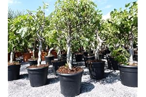 gruenwaren jakubik Fig Tree - Light and Dark - in 1 Pot, Fruit Tree, Hardy, Ficus Carica, Fig