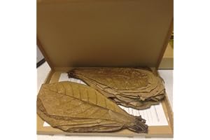 garnelenshop24de Sonderangebot: 100 Gramm (ca.35 Stück 20-30cm) Seemandelbaumblätter Terminalia Catappa Leaves TOP-Qualität