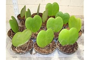 RIBBLE PLANTS Corazón Planta Hoya kerrii