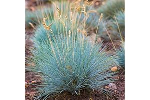 GARDENERSDREAM Festuca Glauca Elijah Blue - 3 Plants - Evergreen Outdoor Grasses in 9cm Pot