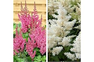 GROWTANICAL Astilbe Astary Pink and White Mix X 6 Mini Plug Plants for Potting on