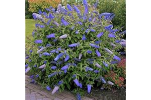 GARDENERSDREAM Planta aromática de jardín Buddleia davidii 'Empire Blue' conocida como mariposario. En maceta de 9cm.