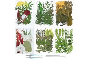 Cayway Natural Dried Pressed Leaves, Assorted Real Dried Pressed Leaves, Natural Dry Leaves with Tweezers, Scissors for Pressed Leaf Art Craft DIY Embellishment Decorations