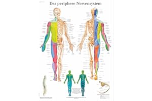 3B Scientific Tablica edukacyjna laminowana - Periphere Nerven-System