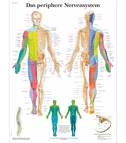 3B Scientific Lehrtafel laminiert - Asthma 3B Scientific Lehrtafel laminiert - Asthma
