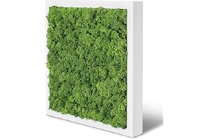 naturewalls Moosbild Islandmoos - Pflanzenbild Vollholz-Rahmen - XXL - Weiß | 35 x 35 cm