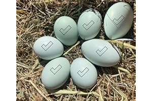 HOME FARM CORNWALL Cream Legbar auto-sexing chicken hatching eggs (7)