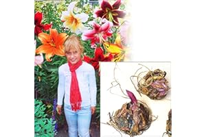 BLUE MAGIC DESIGN 1 Giant Mixed Tree Lily Bulb Large Flower Fragrant Summer Pernnial Garden Plant Corm Collection