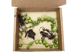 Clouds Hill Succulents Live String of Pearls (Senecio rowleyanus) Trailing Succulent House Plant in 8cm or 6cm Pots (2X Rooted Cutting Without a Pot)