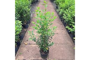 GARTENCENTER BARTELS Portugiesischer Kirschlorbeer Containerpflanzen 120-140 cm