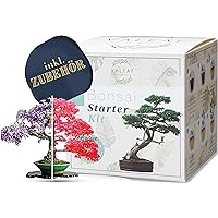 valeaf Bonsai Starter Kit - SUMMER SALE - Züchten Sie Ihren eigenen Bonsai Baum - Anzuchtset inkl. 4 Sorten Bonsai Samen…