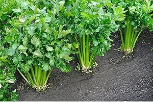 MES GRAINES POTAGÈRES Lote de 500 semillas de apio de rama - Variedad resistente y productiva - Carne blanca y suave - Sabor fuerte para sus platos - Semillas reproducibles