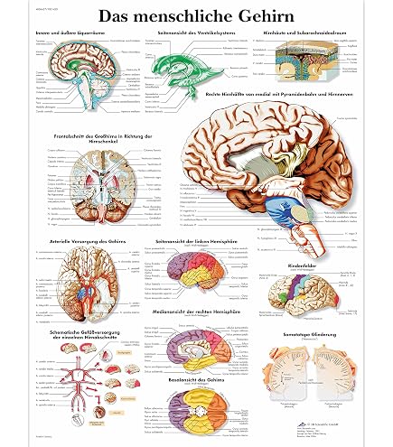 Human Nervous System Anatomical Chart Anatomy Models And Anatomical