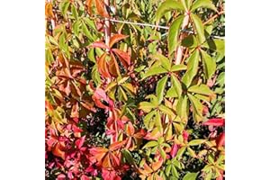 AZIENDA AGRICOLA TEMPESTI STEFANIA Vite Canadese, 2 piante, altezza 100/120 cm, vaso Ø16, Vite americana, Parthenocissus quinquefolia