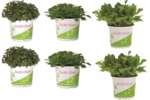 TROPICSHOP Pflanzen Set für Echsen/Schildkröten - 2X Golliwoog, Ackersalat & Zicholli - Frische Futterpflanzen für Ihre Schildkröten BZW Echsen wie Z.B Bart Agamen