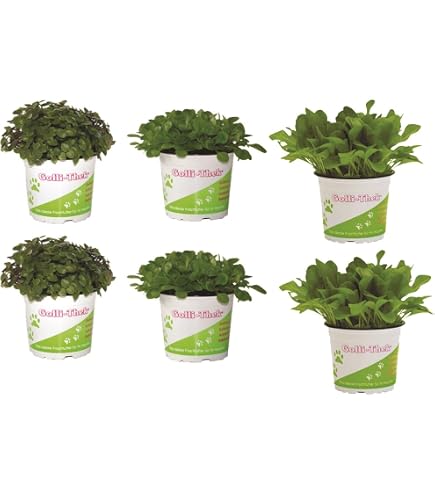 KORK-DEKO Granulés de Liège I Terrarium Bricolage Modélisme I Gros 4-12 mm, 10 l KORK-DEKO Granulés de Liège I Terrarium Bricolage Modélisme I Gros 4-12 mm, 10 l